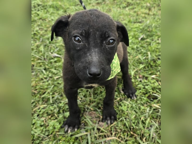 Gadget - einer von 8 im Müll entsorgt!