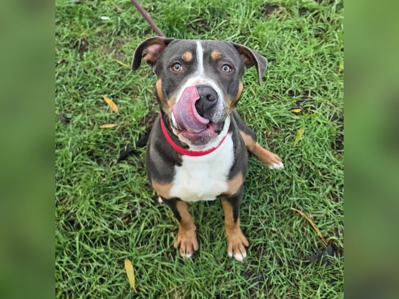 Adonis - Dein neuer bester Freund?