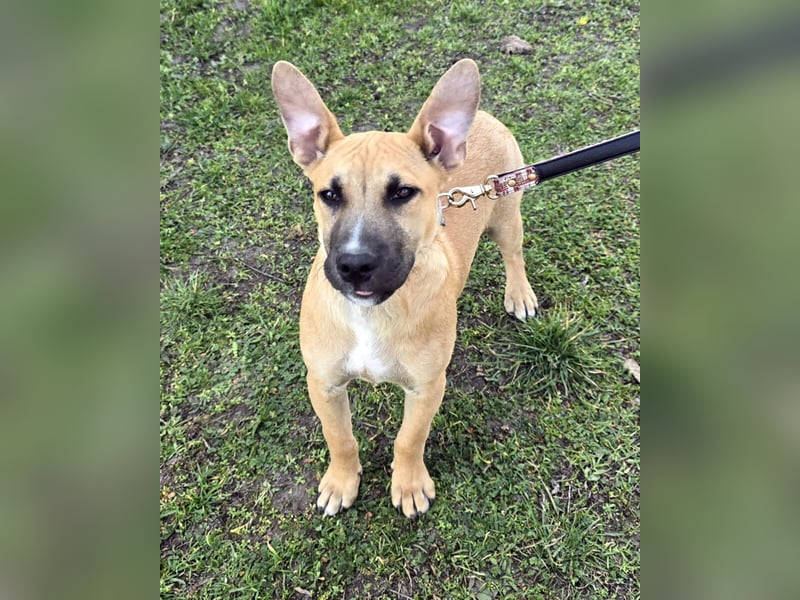 Capuccino mit dem gewissen Etwas  (auf Pflegestelle in Schleswig Holstein)