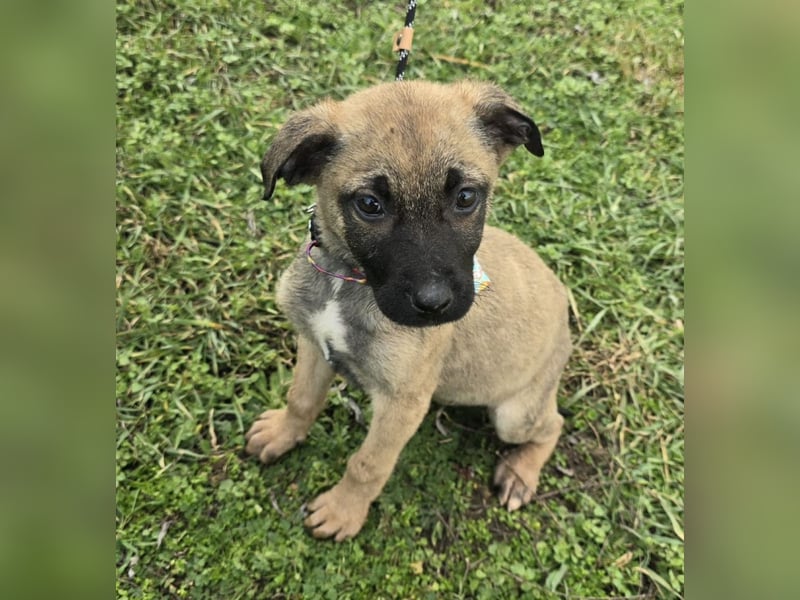 Glee - wie Müll entsorgt