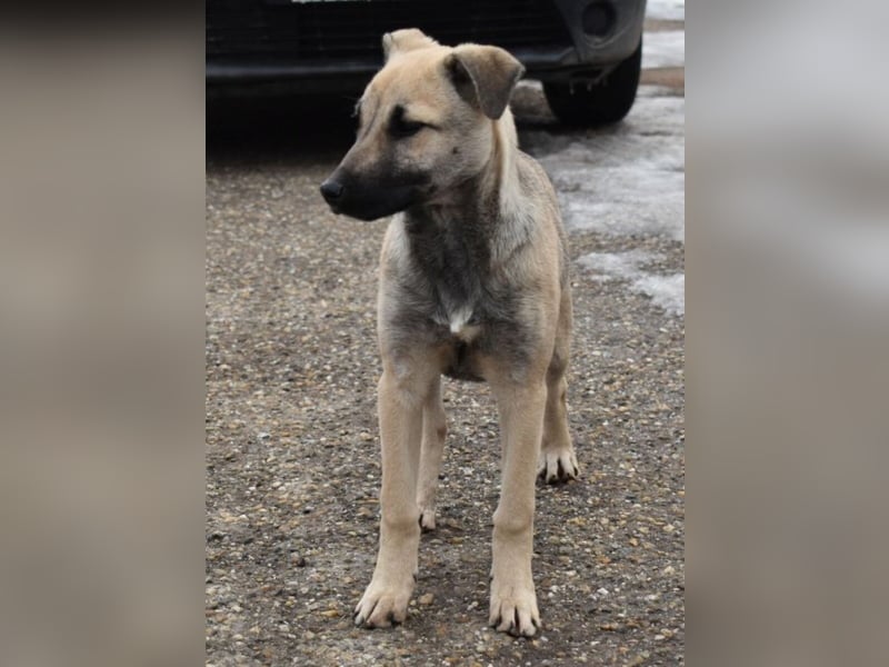 Hollis - sanfte, fröhliche Hündin sucht ein liebevolles Zuhause