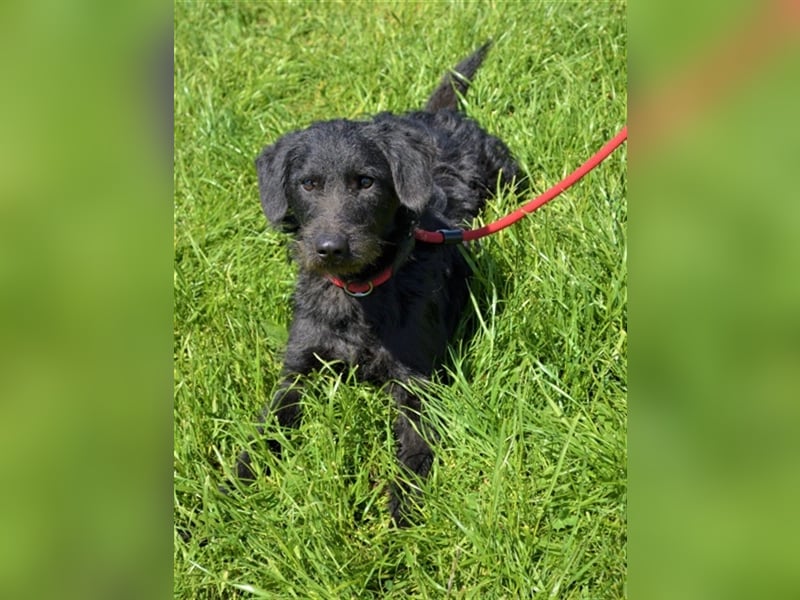 Kevin - toller Kumpel sucht