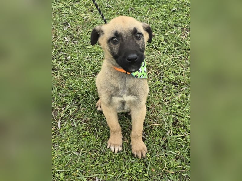 Goofie - im Müll entsorgt