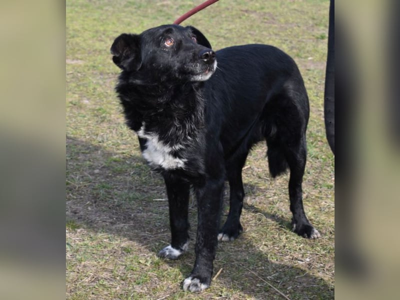 Matyi gehört noch nicht zum alten Eisen