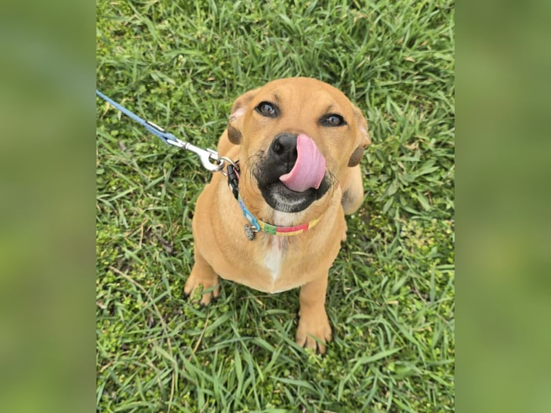 Macchiato Herzensbrecher (auf Pflegestelle in Schleswig Holstein)