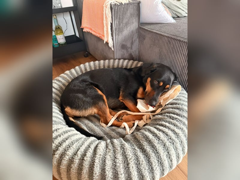 Wilma - Trennungsopfer (Pflegestelle Raum Hannover)