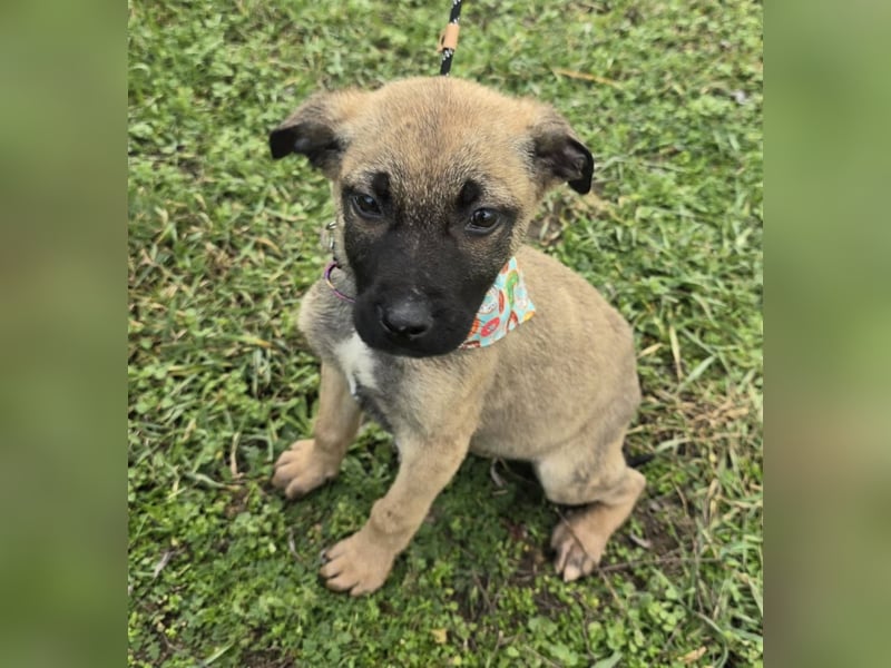 Glee - wie Müll entsorgt