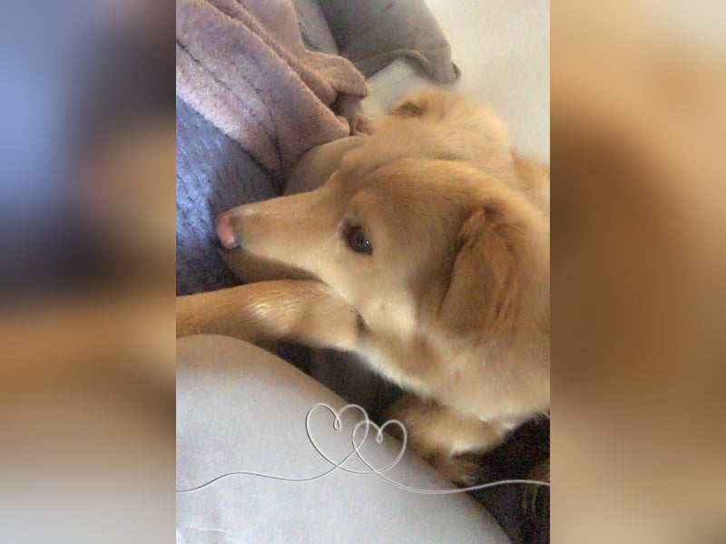 Wallace jetzt Simba (auf Pflegestelle in Schleswig Holstein)