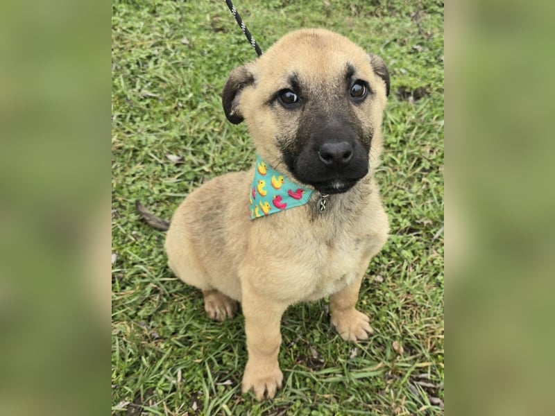 Golda wurde mit ihren 7 Geschwistern einfach entsorgt!