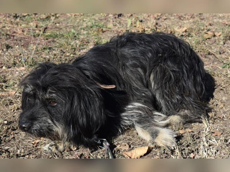 Mylah bezaubernde Hundedame