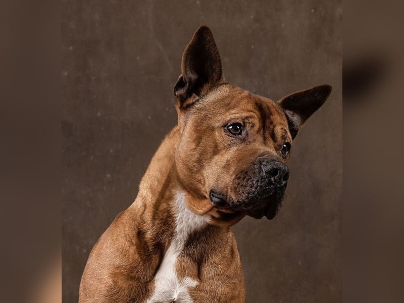 Hadesz - toller Senior