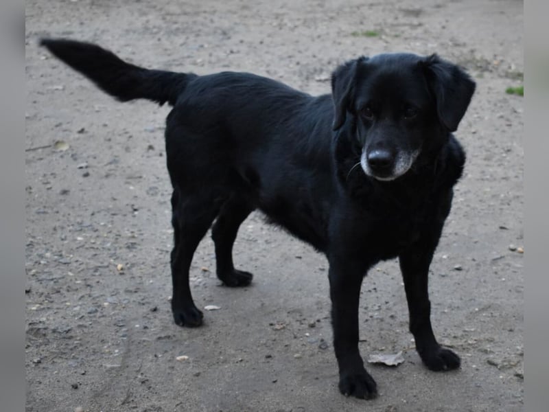 Kolett - freundlich und lebensfrohe Begleiterin