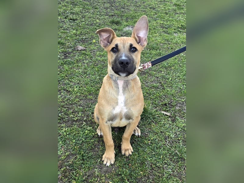 Capuccino mit dem gewissen Etwas  (auf Pflegestelle in Schleswig Holstein)