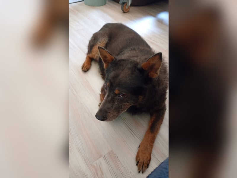 Zamira neues Zuhause gesucht! (Pflegestelle in Schleswig Holstein)