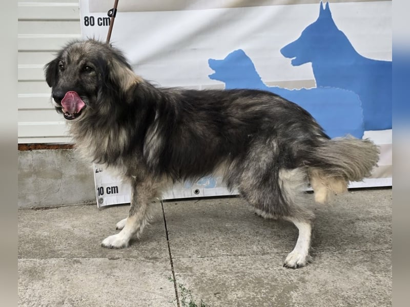 Walton absolut lieber Familienhund