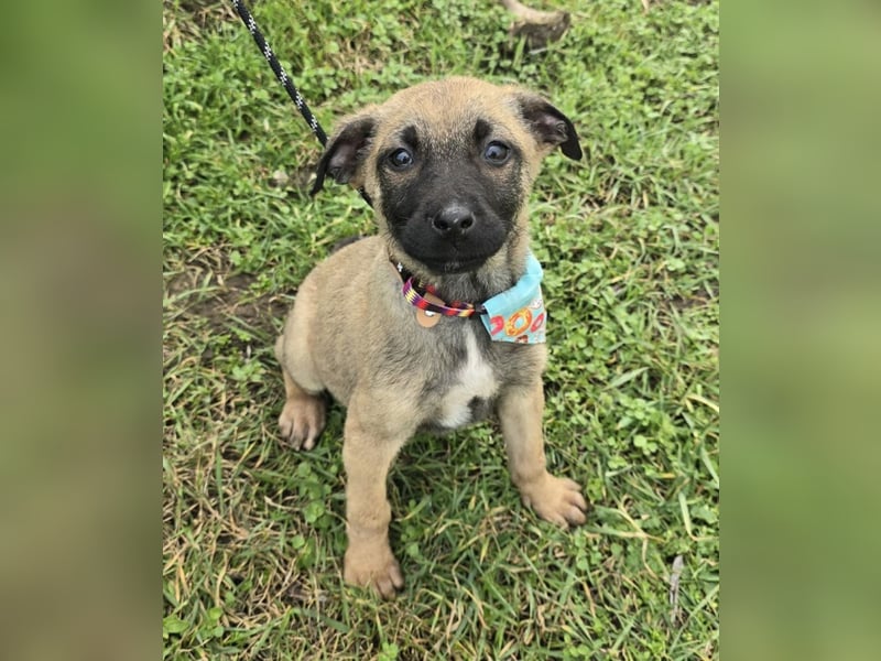 Glee - wie Müll entsorgt