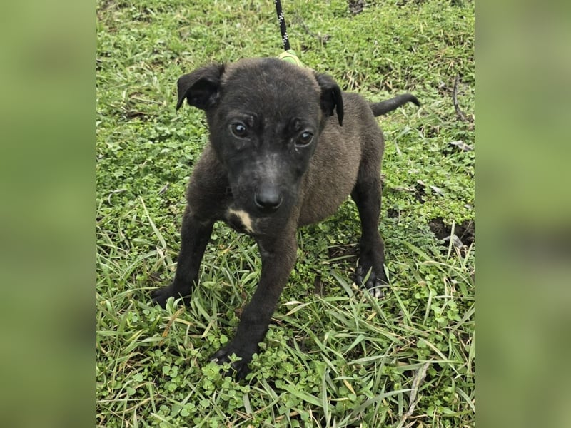 Gadget - einer von 8 im Müll entsorgt!