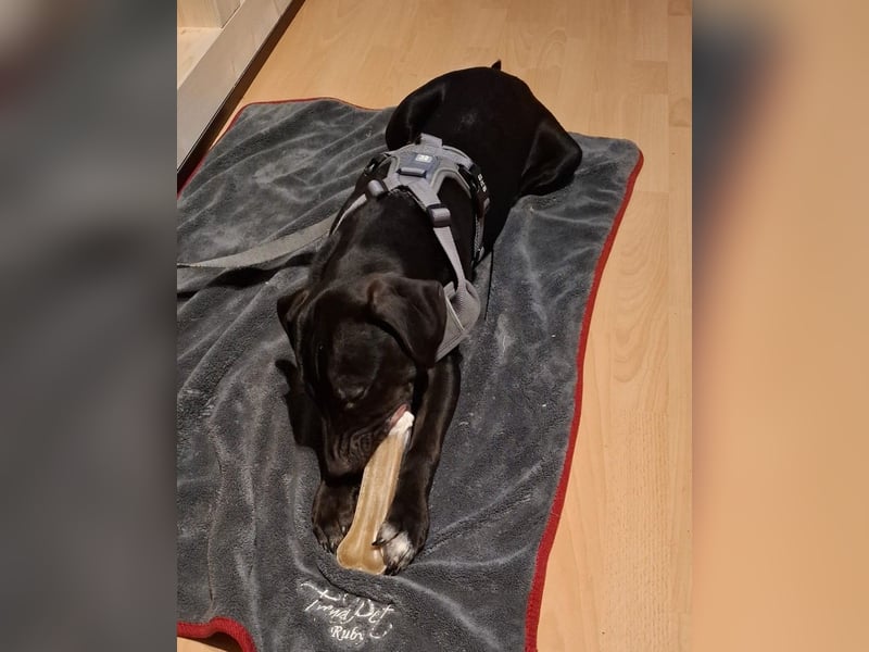 Hektor - jung und sportlich  (Pflegestelle in Norddeutschland)