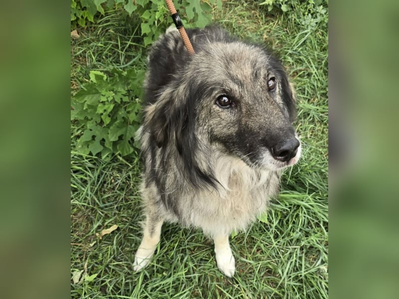 Walton absolut lieber Familienhund
