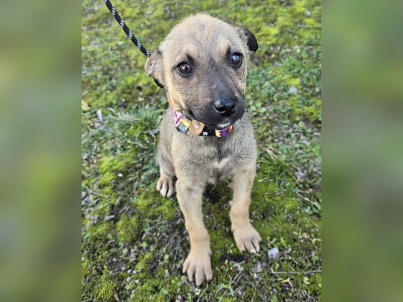 Goldie Mae - einfach nur goldig!