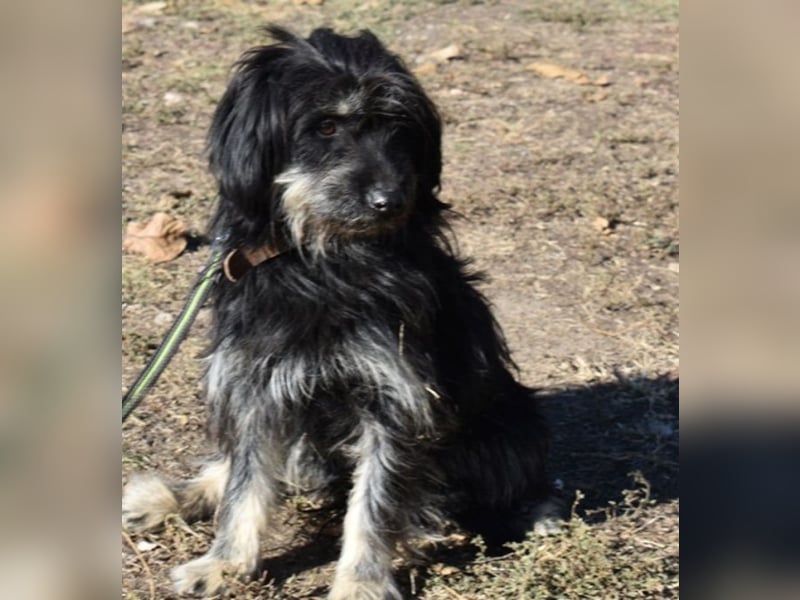 Mylah bezaubernde Hundedame