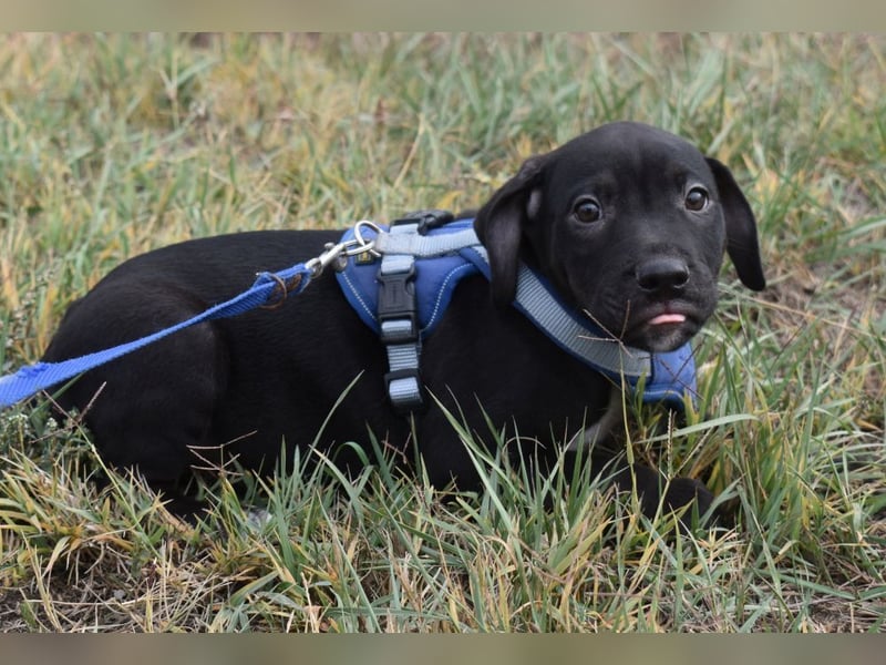 Hektor - jung und sportlich  (Pflegestelle in Norddeutschland)