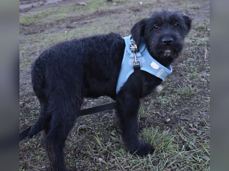 Robin Hood - Freiheitskämpfer