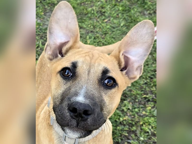 Capuccino mit dem gewissen Etwas  (auf Pflegestelle in Schleswig Holstein)