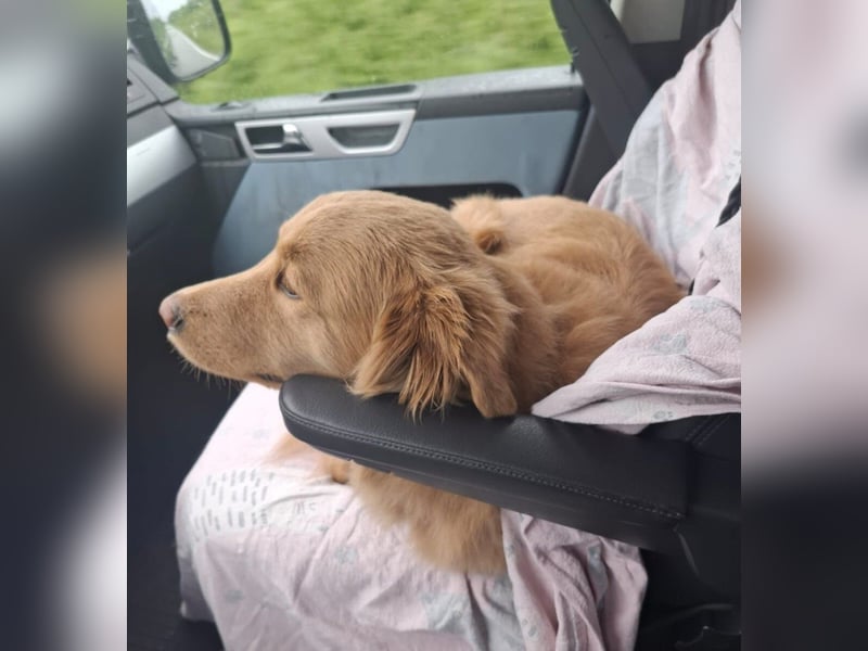 Wallace jetzt Simba (auf Pflegestelle in Schleswig Holstein)