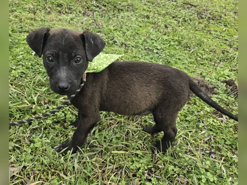 Gadget - einer von 8 im Müll entsorgt!