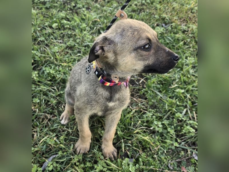 Goldie Mae - einfach nur goldig!