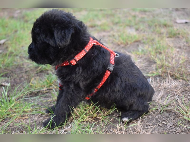 Moon - einfach ausgesetzt