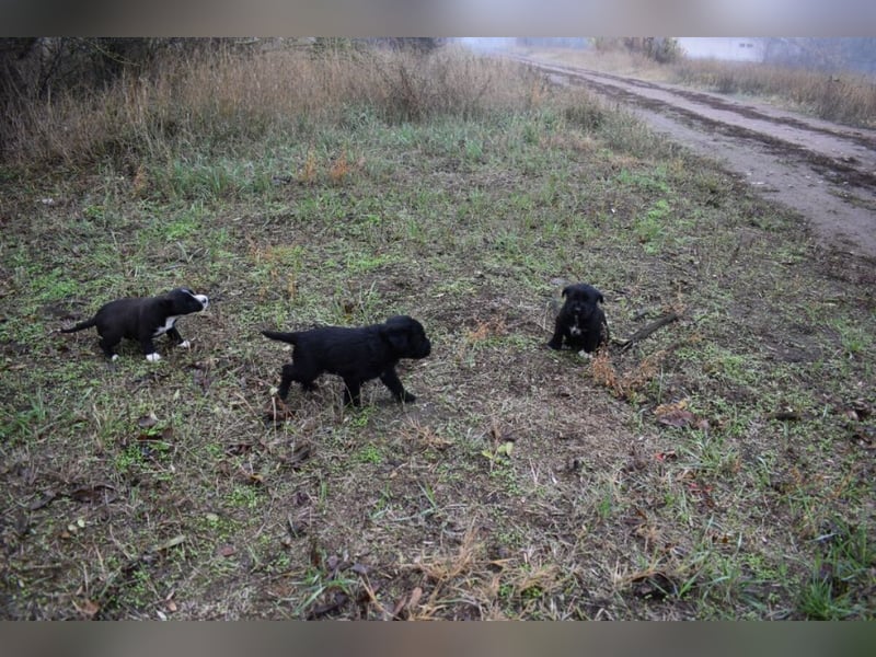 Moon - einfach ausgesetzt