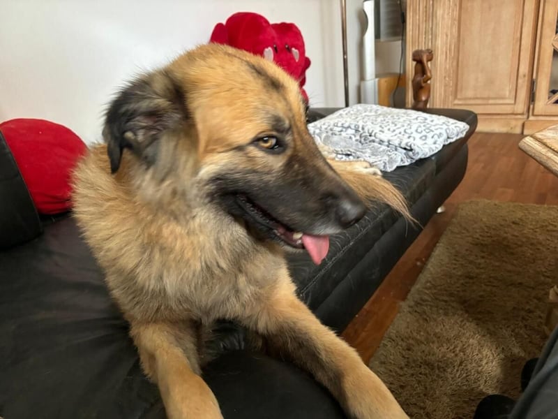 Skoppy neues Zuhause gesucht