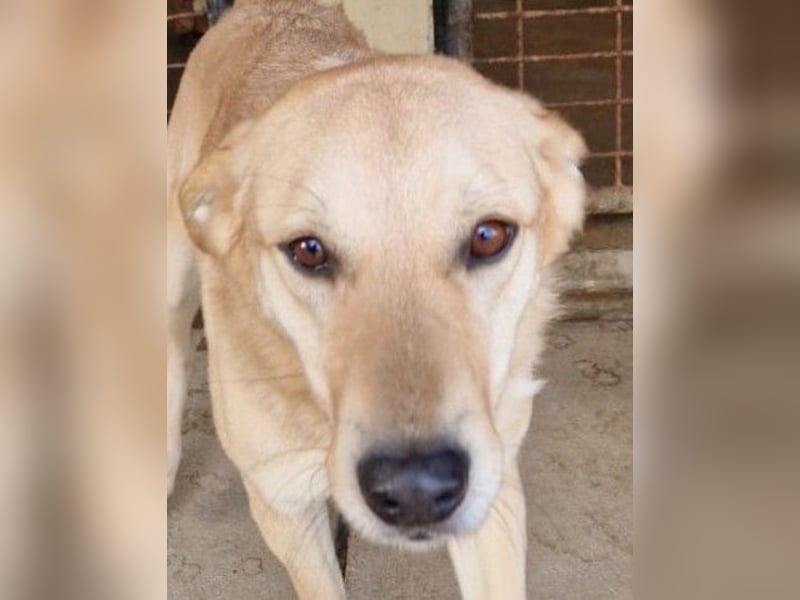 Josh Blond - treuer Kamerad