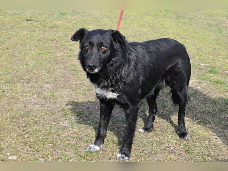 Matyi gehört noch nicht zum alten Eisen