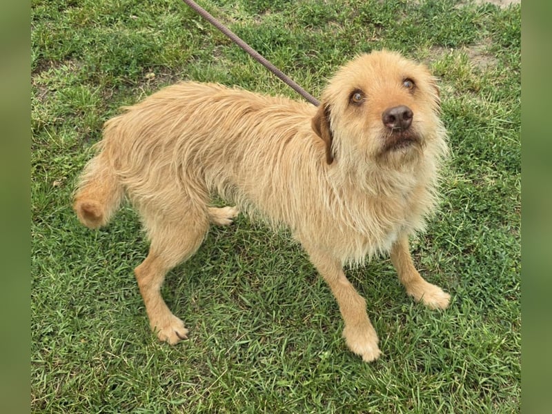 Hermes - Potenzial zum Familienhund