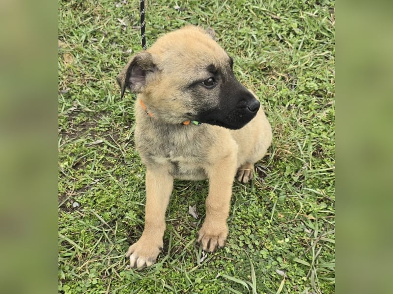 Goofie - im Müll entsorgt