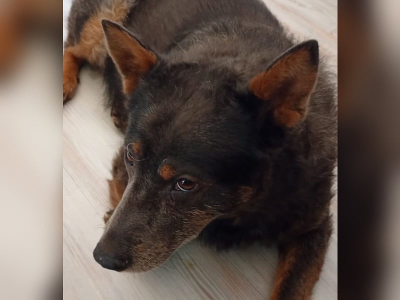 Zamira neues Zuhause gesucht! (Pflegestelle in Schleswig Holstein)