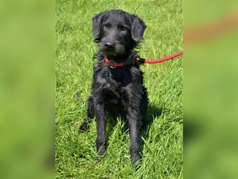 Kevin - toller Kumpel sucht