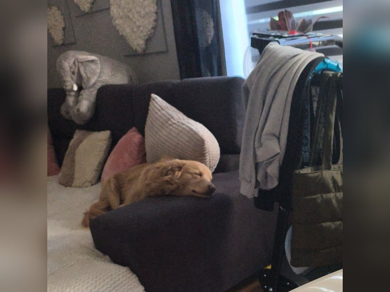 Wallace jetzt Simba (auf Pflegestelle in Schleswig Holstein)