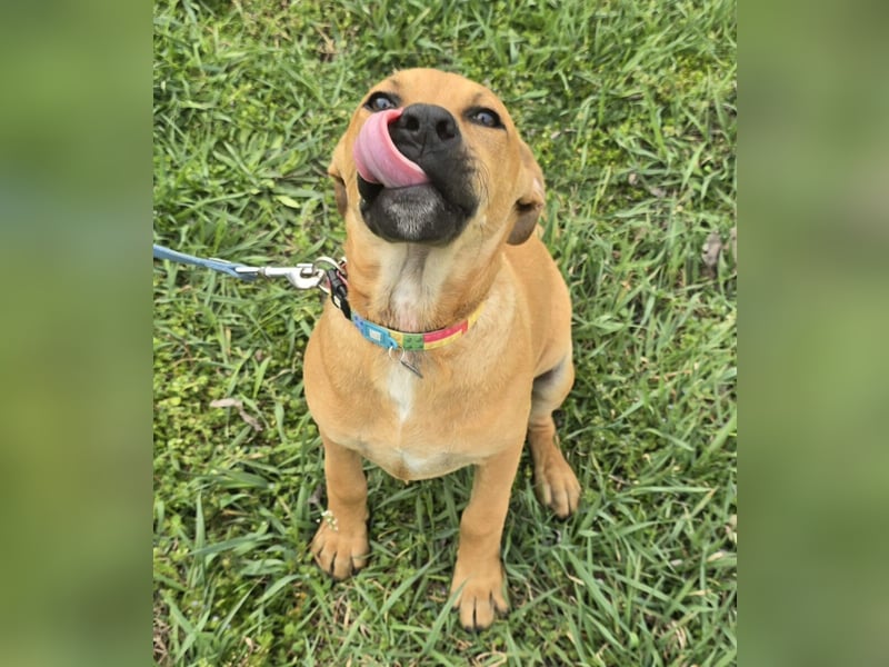 Macchiato Herzensbrecher (auf Pflegestelle in Schleswig Holstein)