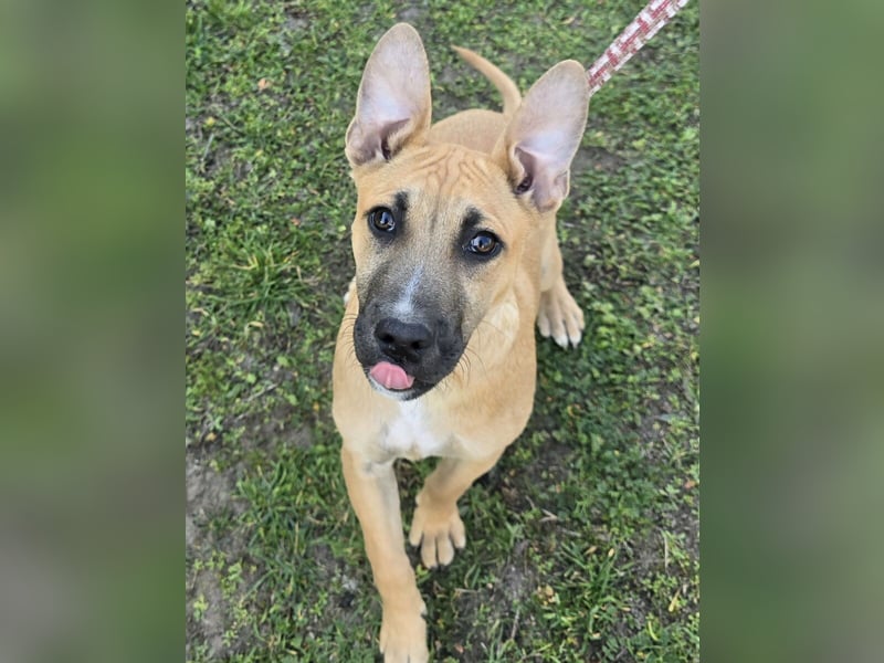 Capuccino mit dem gewissen Etwas  (auf Pflegestelle in Schleswig Holstein)