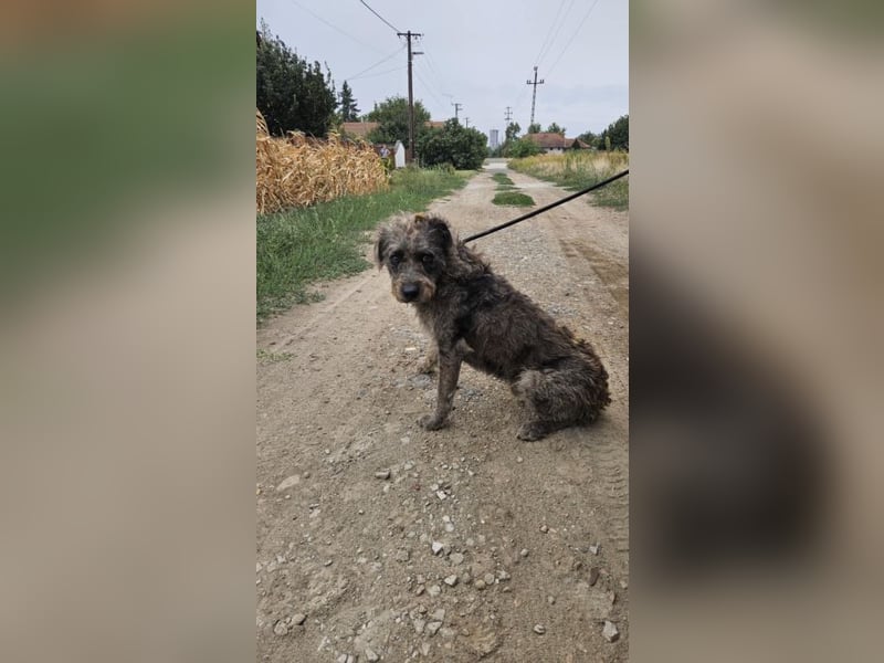 Zsivany - für jemanden etwas Besonderes sein!