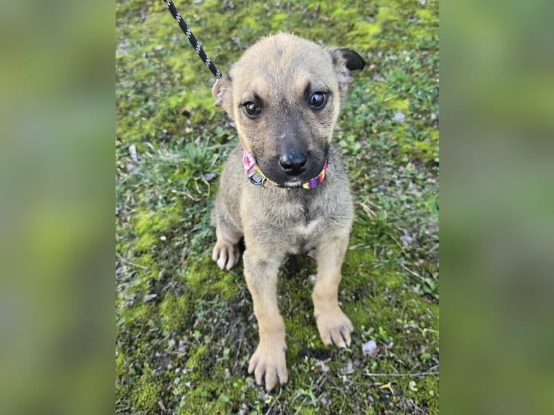 Goldie Mae - einfach nur goldig!