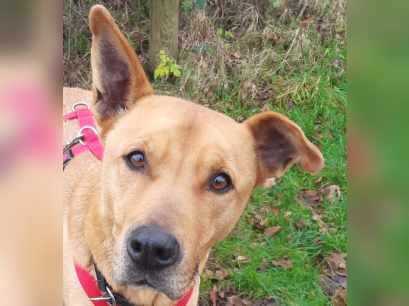 Ozzy - Konsequenz gefragt