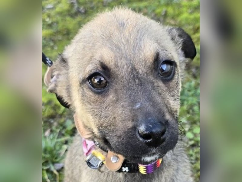 Goldie Mae - einfach nur goldig!