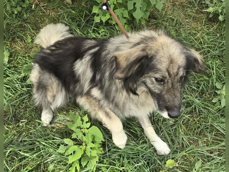 Walton absolut lieber Familienhund