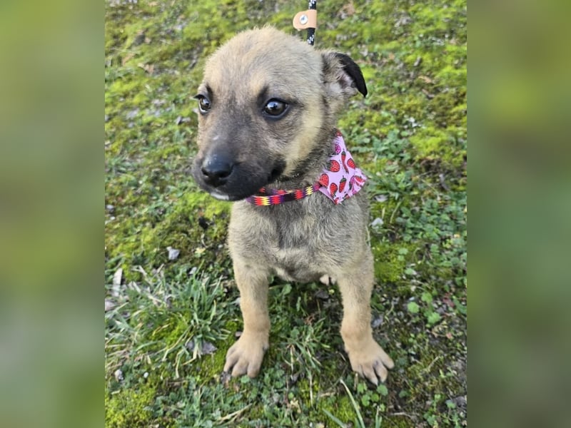 Goldie Mae - einfach nur goldig!