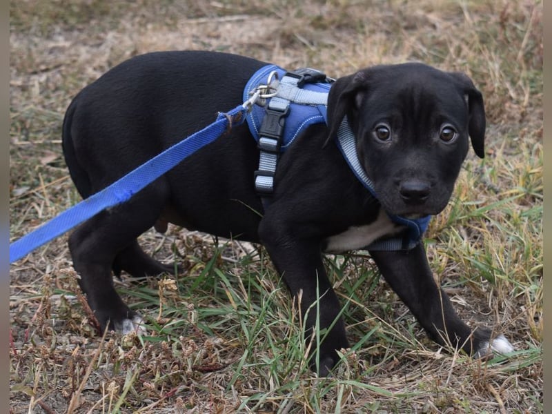 Hektor - jung und sportlich  (Pflegestelle in Norddeutschland)